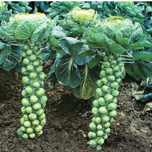 Catskill Brussel Sprouts