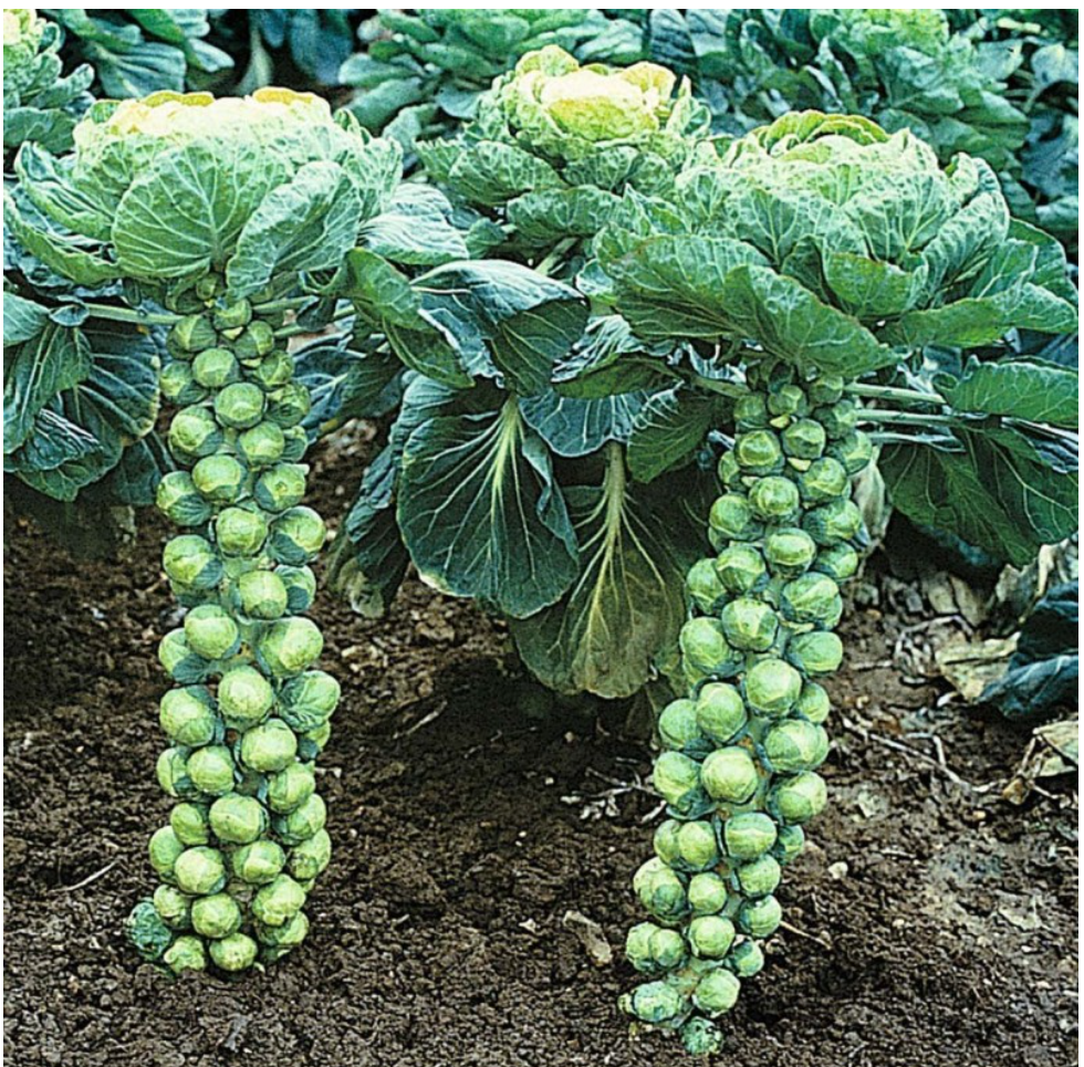 Catskill Brussel Sprouts
