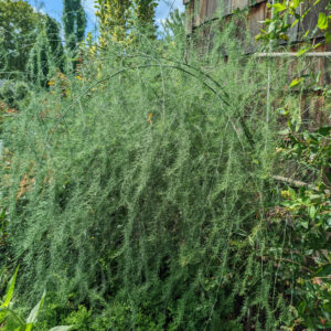 Mary Washington Asparagus