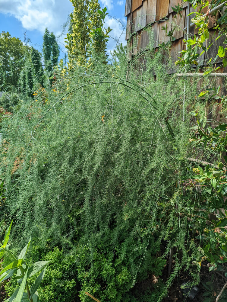 Mary Washington Asparagus