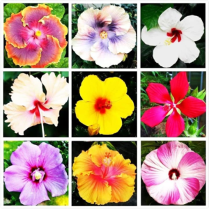 Hibiscus Mix