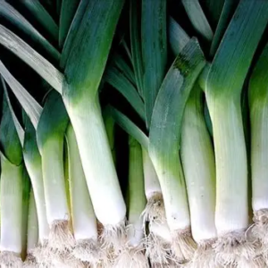 Large American Flag Leek