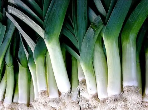 Large American Flag Leek