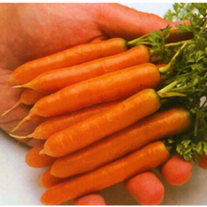 Little Finger Carrot