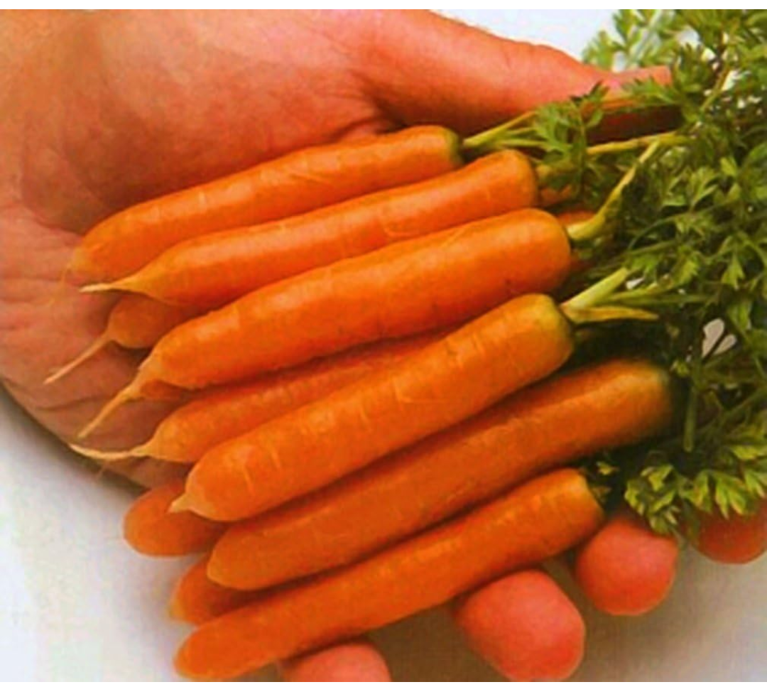 Little Finger Carrot