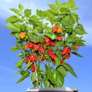 Carolina Reaper