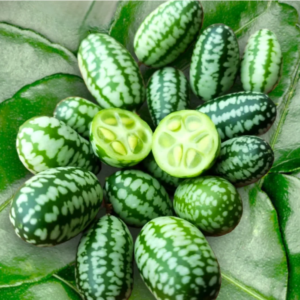 Cucamelon Vine