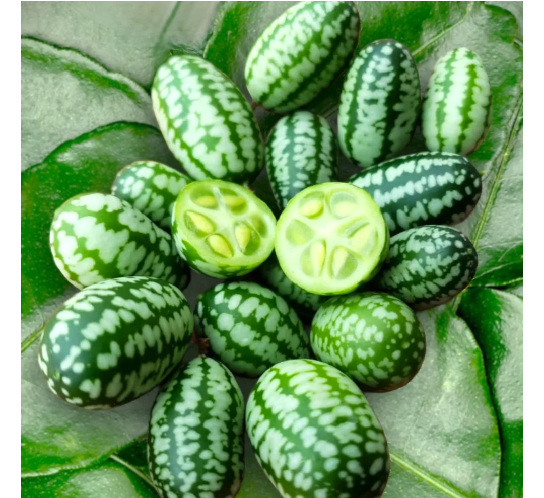 Cucamelon Vine