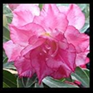 Desert Rose Mixed