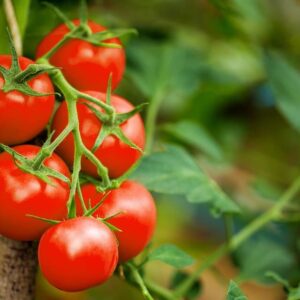 Large Red Cherry Tomato