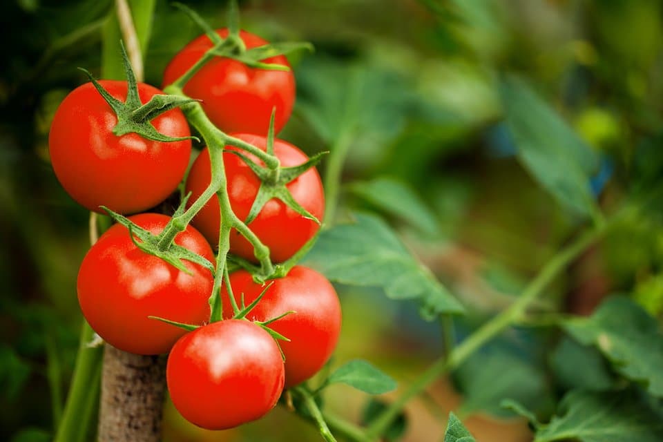 Large Red Cherry Tomato