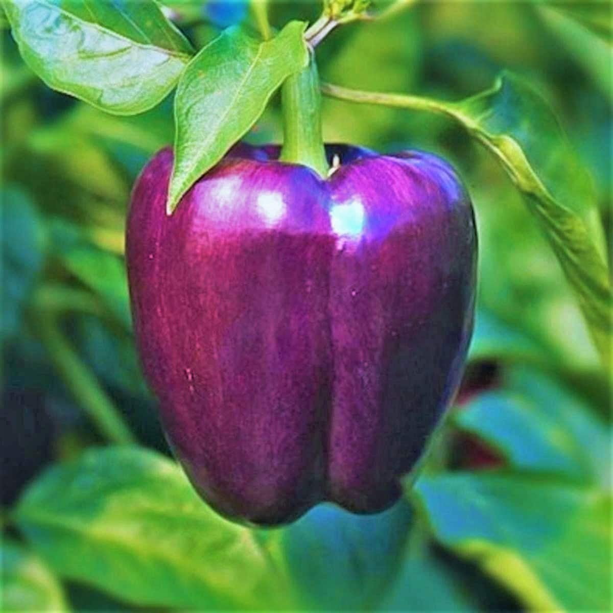 Purple Beauty Bell Pepper