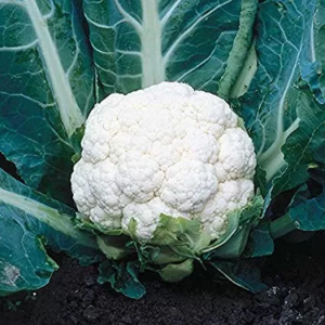 Snowball Self Blanching Cauliflower