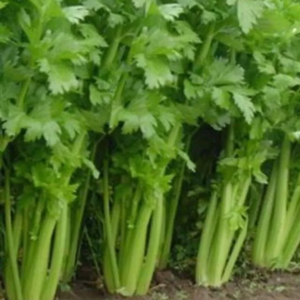 Tall Utah Celery