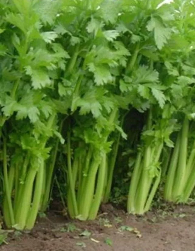 Tall Utah Celery