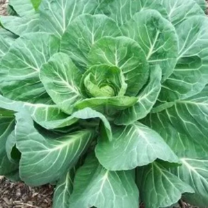 Georgia Southern Collard Greens