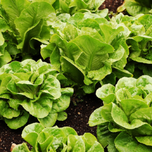 Paris Island Romaine