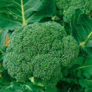 Waltham Broccoli