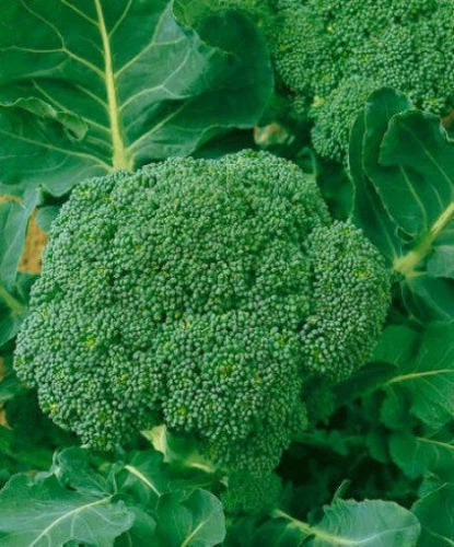 Waltham Broccoli