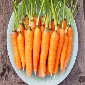 Scarlet Nantes Carrots