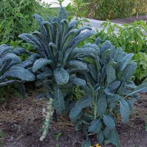 Tuscan Kale (Dinosaur Kale)