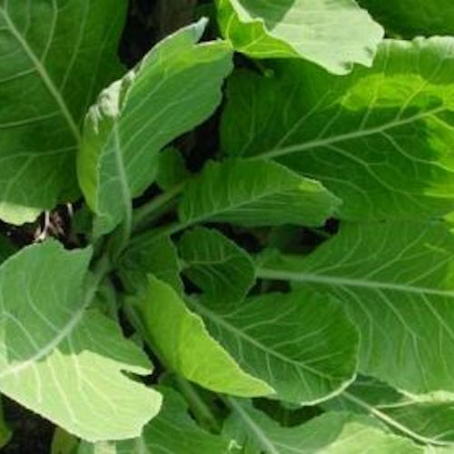 Vates Collard Greens