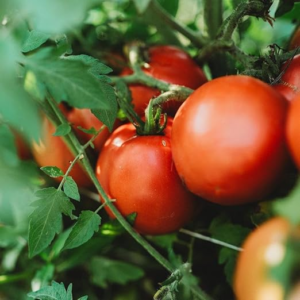 Winter Tomato Siberian