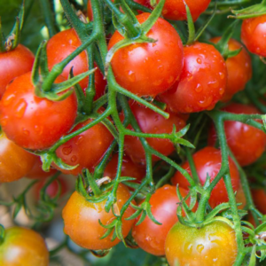 Winter Tomato Stucpice
