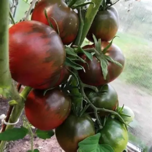 Black Prince Siberian Tomato