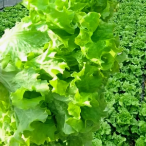4 Seasons Lettuce (Marvel Buttercrunch)