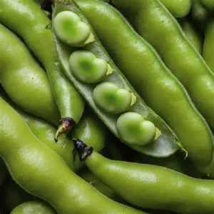 Windsor Fava Beans